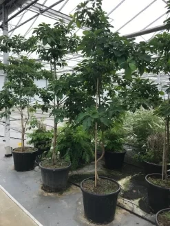 Sassafras (Sassafras Albidum) -Tuinplanten Winkel sassafras