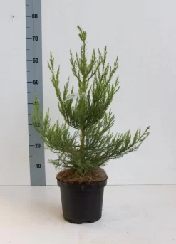 Mammoetboom (Sequoiadendron Giganteum) -Tuinplanten Winkel seqouiadendron giganteum 40 50 co. 3l kopie