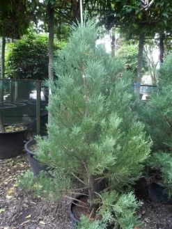 Mammoetboom (Sequoiadendron Giganteum) -Tuinplanten Winkel sequoiadendron giganteum 150 175 c35