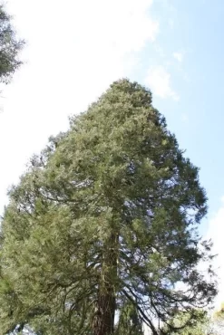 Mammoetboom (Sequoiadendron Giganteum) -Tuinplanten Winkel sequoiadendron giganteum 1