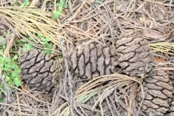 Mammoetboom (Sequoiadendron Giganteum) -Tuinplanten Winkel sequoiadendron giganteum 3