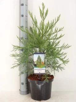 Mammoetboom (Sequoiadendron Giganteum) -Tuinplanten Winkel sequoiadendron giganteum c5 m