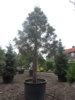 Mammoetboom (Sequoiadendron Giganteum) -Tuinplanten Winkel sequoiadendron giganteum oude stam c1000 3