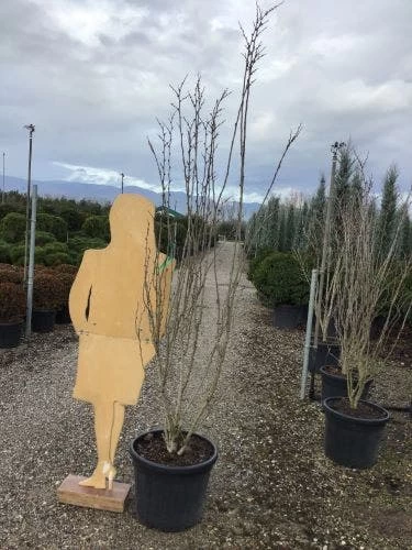 Chinese Judasboom (Cercis Chinensis 'Shirobana') 5 Chinese Judasboom (Cercis Chinensis 'Shirobana') - Afbeelding 5