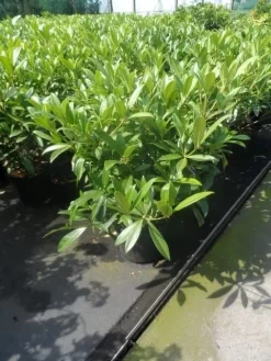 Skimmia (Skimmia Confusa 'Kew Green') -Tuinplanten Winkel skimmia confusa kew green 40 50 60 c7 10