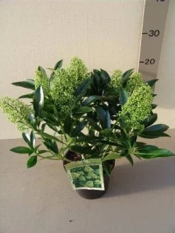 Skimmia (Skimmia Confusa 'Kew Green') -Tuinplanten Winkel skimmia confusa kew green p17 2