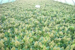 Skimmia (Skimmia Confusa 'Kew Green') -Tuinplanten Winkel skimmia kew green c3 2