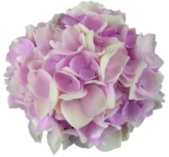 Hortensia Soft Pink Salsa (Hydrangea 'Music Collection') -Tuinplanten Winkel soft pink salsa 1