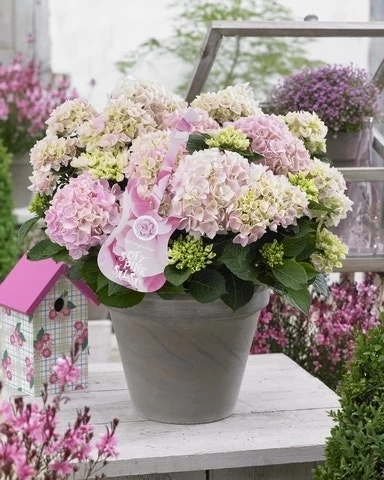 Hortensia Soft Pink Salsa (Hydrangea 'Music Collection') 1 Hortensia Soft Pink Salsa (Hydrangea 'Music Collection')