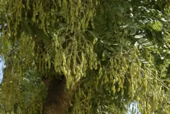 Japanse Pagodeboom (Sophora Japonica)