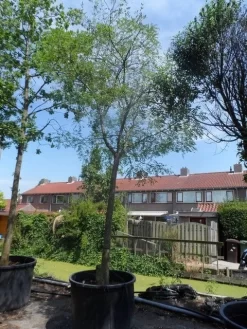 Japanse Pagodeboom (Sophora Japonica) -Tuinplanten Winkel sophora japonica 25 30ho c350