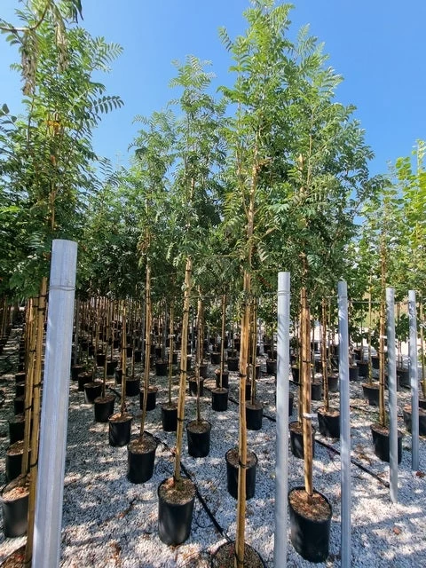 Gewone Lijsterbes (Sorbus Aucuparia) 4 Gewone Lijsterbes (Sorbus Aucuparia) - Afbeelding 4