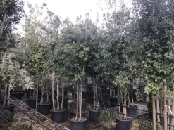 Steeneik Meerstammig (Quercus Ilex) -Tuinplanten Winkel steeneikmeerstam01