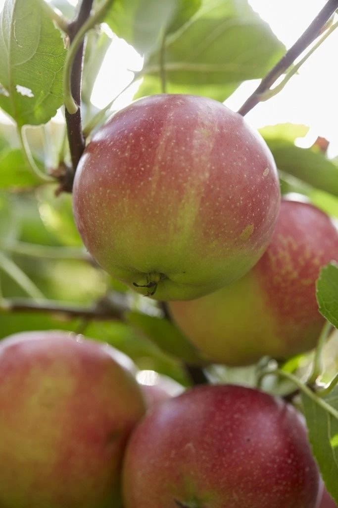 Lei-Appel (Malus Domestica 'Sterappel') 1 Lei-Appel (Malus Domestica 'Sterappel')