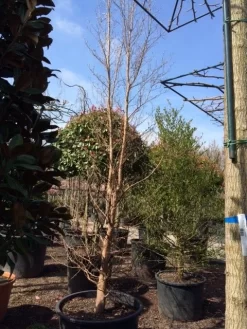 Schijncamelia (Stewartia Pseudocamellia) -Tuinplanten Winkel stewartia pseudocamellia 350 400