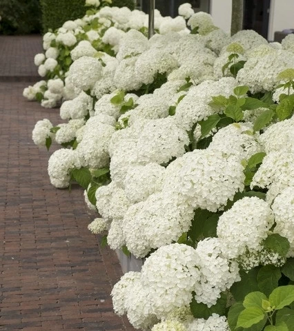 Hortensia (Hydrangea 'Strong Annabelle') 1 Hortensia (Hydrangea 'Strong Annabelle')