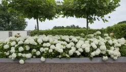 Hortensia (Hydrangea 'Strong Annabelle') -Tuinplanten Winkel strong annabelle 11 1