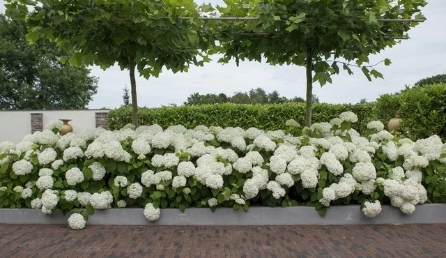 Hortensia (Hydrangea 'Strong Annabelle') 11 Hortensia (Hydrangea 'Strong Annabelle') - Afbeelding 11