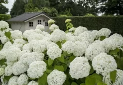 Hortensia (Hydrangea 'Strong Annabelle') 29 Hortensia (Hydrangea 'Strong Annabelle') -Tuinplanten Winkel strong annabelle 2