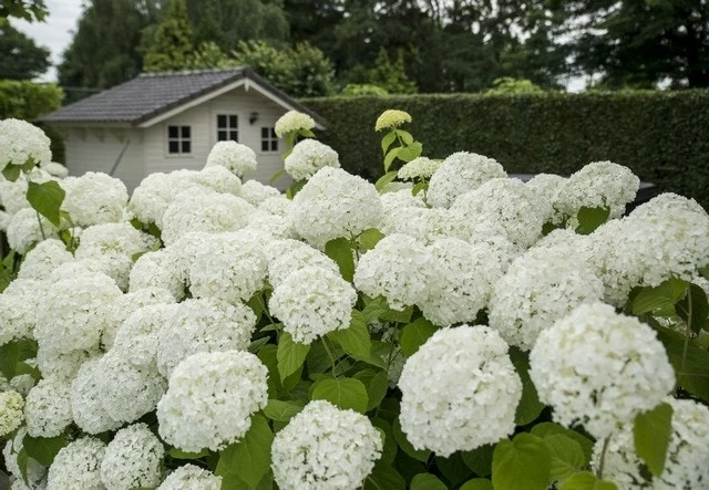 Hortensia (Hydrangea 'Strong Annabelle') 13 Hortensia (Hydrangea 'Strong Annabelle') - Afbeelding 13