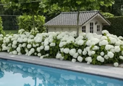 Hortensia (Hydrangea 'Strong Annabelle') -Tuinplanten Winkel strong annabelle 5 1