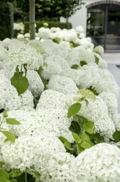 Hortensia (Hydrangea 'Strong Annabelle') -Tuinplanten Winkel strong annabelle 9 1