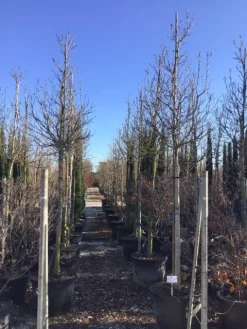 Uitgelichte producten -Tuinplanten Winkel susanalsboom16 18