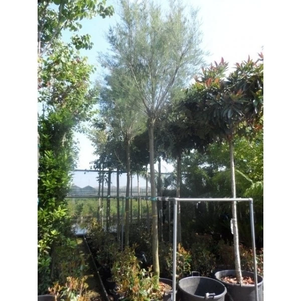 Tamarisk Als Boom (Tamarix Gallica) 2 Tamarisk Als Boom (Tamarix Gallica) - Afbeelding 2