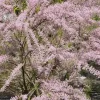 Tamarisk Als Boom (Tamarix Tetrandra)