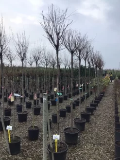 Tamarisk Als Boom (Tamarix Gallica) 7 Tamarisk Als Boom (Tamarix Gallica) -Tuinplanten Winkel tamarixgallica01