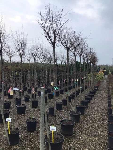 Tamarisk Als Boom (Tamarix Gallica) 4 Tamarisk Als Boom (Tamarix Gallica) - Afbeelding 4