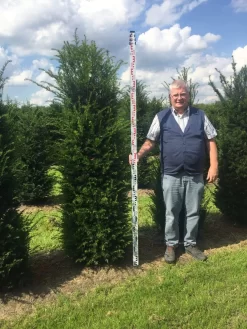 Grote Venijnboom (Taxus Baccata) -Tuinplanten Winkel taxus 200225 x 5060 1 1