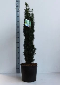 Zuiltaxus (Taxus Baccata 'Fastigiata Robusta') -Tuinplanten Winkel taxus b fastigiata robusta 80 100 cm co. 12l kopie