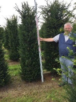 Grote Venijnboom (Taxus Baccata) -Tuinplanten Winkel taxus baccaata 225250x5060 1