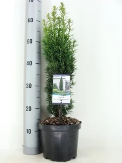 Zuiltaxus (Taxus Baccata 'Fastigiata Robusta') -Tuinplanten Winkel taxus baccata fastigiata robusta zomer c3 m