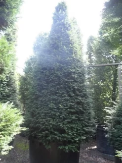 Taxus Als Kegel (Taxus Baccata) 19 Taxus Als Kegel (Taxus Baccata) -Tuinplanten Winkel taxus baccata kegel 275 300 350 c1000