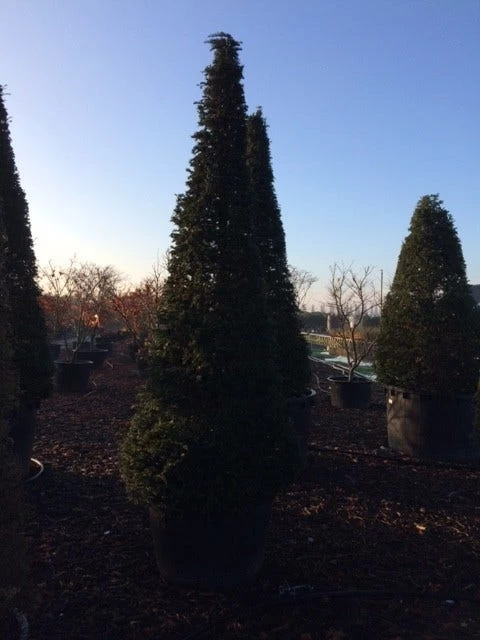 Taxus Als Kegel (Taxus Baccata) 5 Taxus Als Kegel (Taxus Baccata) - Afbeelding 5