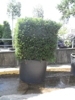 Uitgelichte producten -Tuinplanten Winkel taxus baccata kubus 160 180 c750
