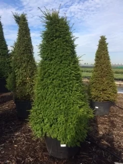 Taxus Als Pyramide (Taxus Baccata) 13 Taxus Als Pyramide (Taxus Baccata) -Tuinplanten Winkel taxus egyptische piramides 2