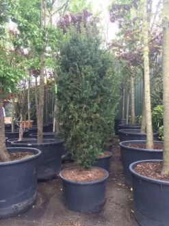 Taxus (Taxus Media 'Hicksii') -Tuinplanten Winkel taxus hicksii 1