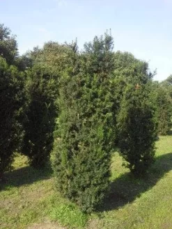 Taxus (Taxus Media 'Hicksii') -Tuinplanten Winkel taxus hicksii 200 225 1