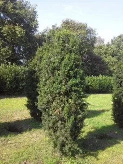 Taxus (Taxus Media 'Hicksii') -Tuinplanten Winkel taxus hicksii 275 300