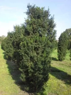 Taxus (Taxus Media 'Hicksii') -Tuinplanten Winkel taxus hicksii 275 300 1
