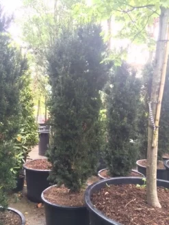 Taxus (Taxus Media 'Hicksii') -Tuinplanten Winkel taxus hicksii 2