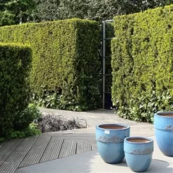 Taxus (Taxus Media 'Hicksii') -Tuinplanten Winkel taxus media hicksii