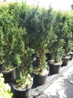 Taxus (Taxus Media 'Hicksii') -Tuinplanten Winkel taxus media hicksii 120 140 c35