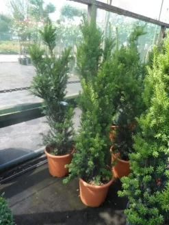 Taxus (Taxus Media 'Hicksii') -Tuinplanten Winkel taxus media hicksii 60 80 100 c7 10