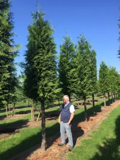 Haagconifeer Op Stam (Thuja Plicata 'Excelsa') -Tuinplanten Winkel thuja 3035 2