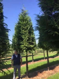 Haagconifeer Op Stam (Thuja Plicata 'Excelsa') -Tuinplanten Winkel thuja 3540