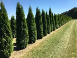 Grote Westerse Levensboom (Thuja Occidentalis 'Smaragd')